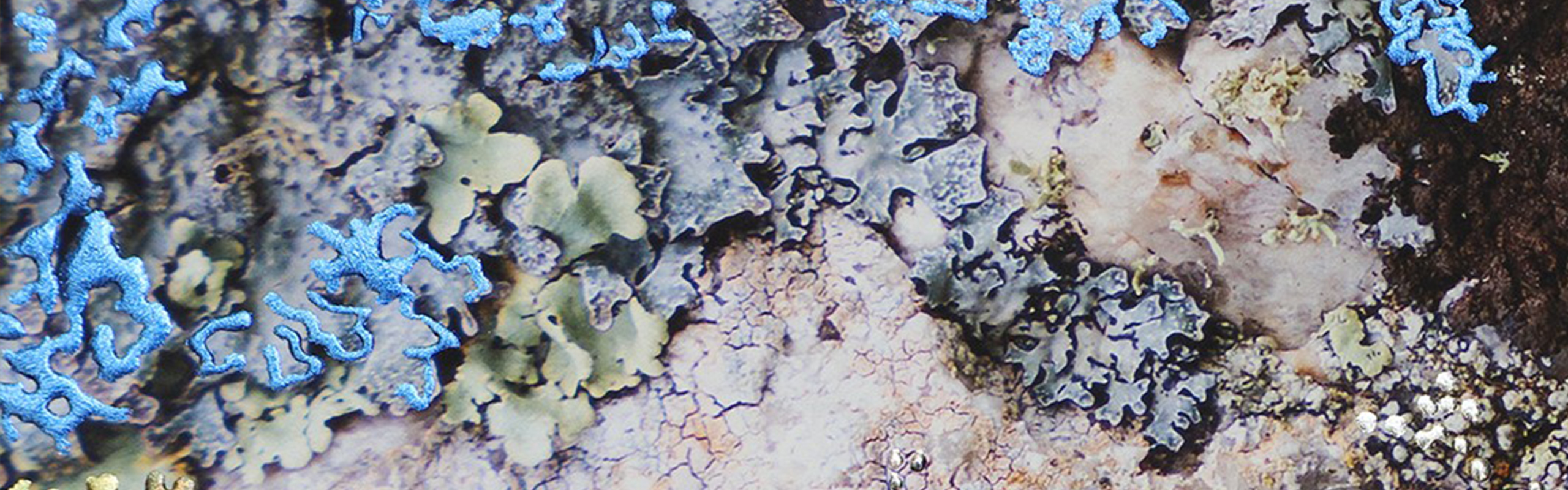 Fragments of the wild banner copy