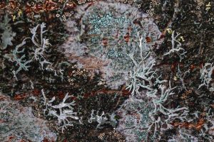 “Above the Veil of Dreams by Pari Aazami — large mixed-media artwork with platinum, silver, copper, and gold leaf, designed for four orientations.”