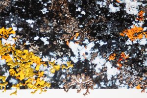 “And The Fire That Grows Between The Stillness I by Pari Aazami — mixed-media artwork with red and yellow tones and silver leaf.”