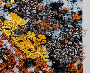 “And The Fire That Grows Between The Stillness III by Pari Aazami — mixed-media artwork with silver leaf, red tones, and yellow accents.”