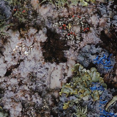 “Granite Garden IV by Pari Aazami — mixed-media artwork with multi-shade silver leaf, 22-carat gold leaf, green and blue lichen textures.”