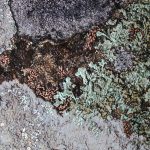 kata-pari-aazami-hendre-selar-garden-detail.jpg “Hendre Selar Garden by Pari Aazami — mixed-media artwork with silver leaf, inspired by lichen on slate and Welsh landscapes.”