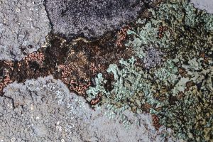“Hendre Selar Garden by Pari Aazami — mixed-media artwork with silver leaf, inspired by lichen on slate and Welsh landscapes.”