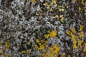 “Honeycomb Love by Pari Aazami — mixed-media artwork with silver leaf and warm earthy tones, inspired by tree bark textures.”